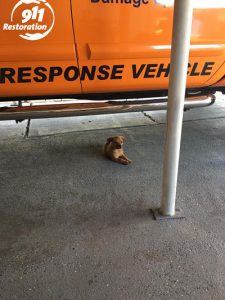 911 Restoration Pupper At Headquarters